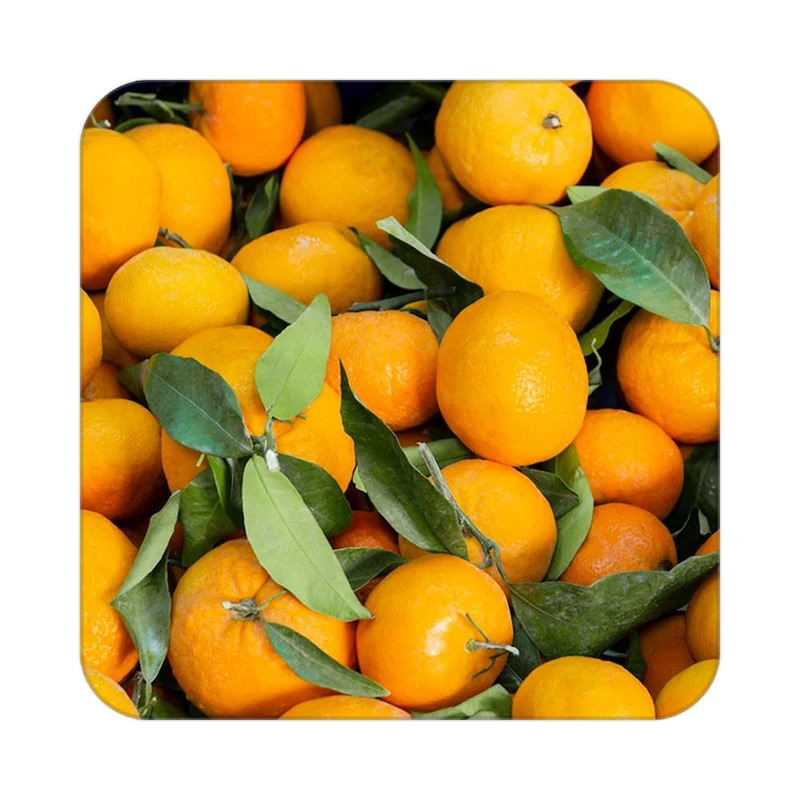 زیر لیوانی کاکتی طرح میوه مدل mp22283