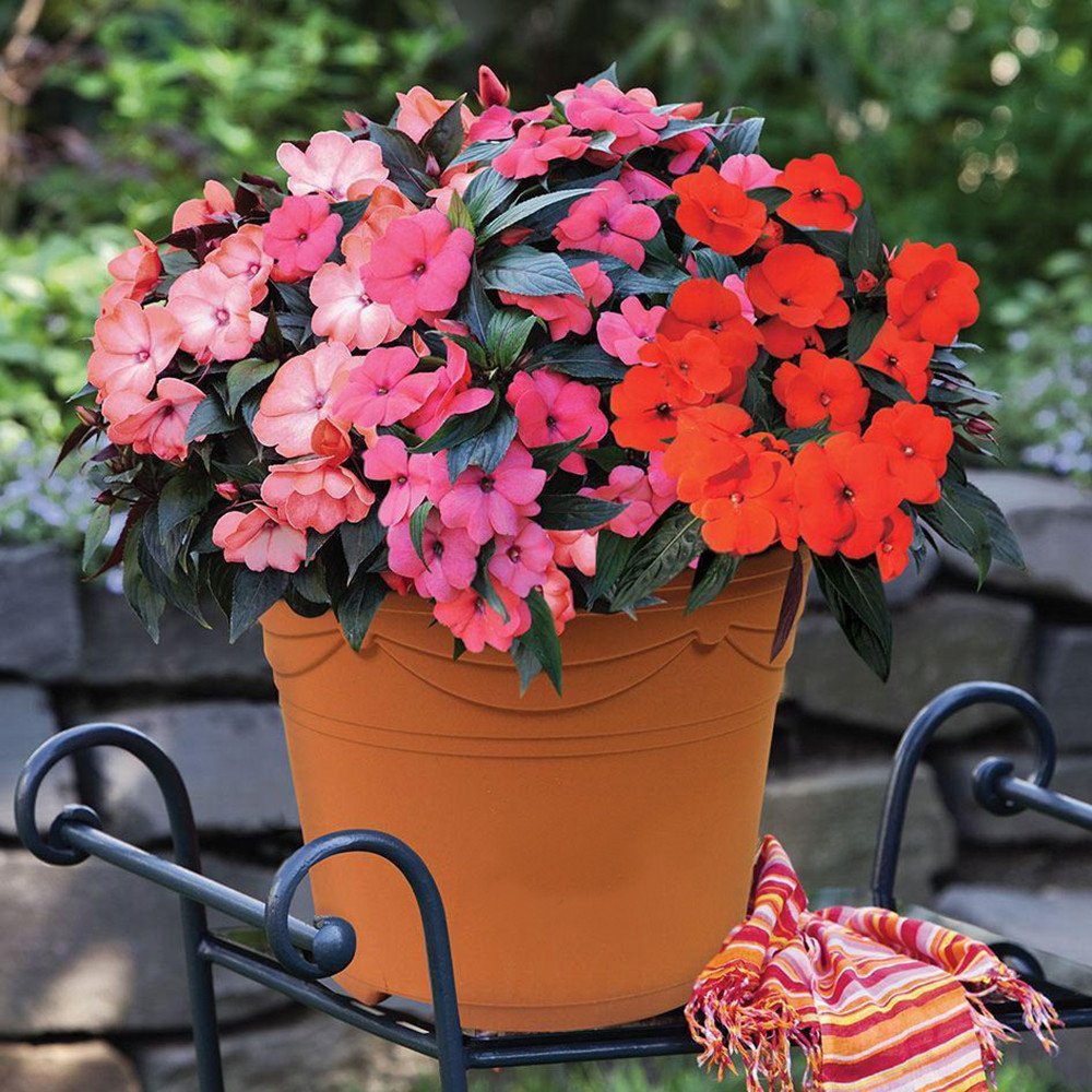 بذر گل حنا پاکوتاه الوان وانیا سید مدل O91