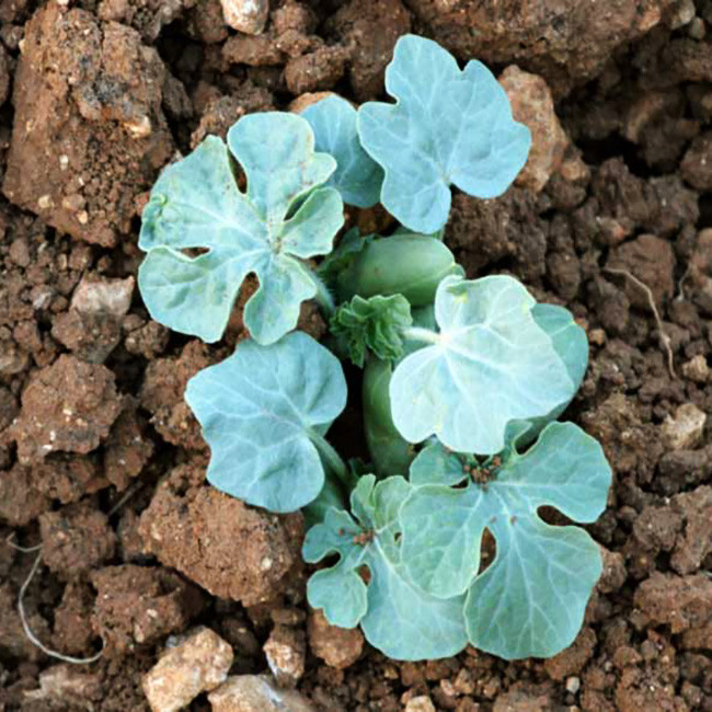 بذر هندوانه دیمی قرمز وانیا سید مدل Q32 بذر هندوانه دیمی قرمز وانیا سید مدل Q32