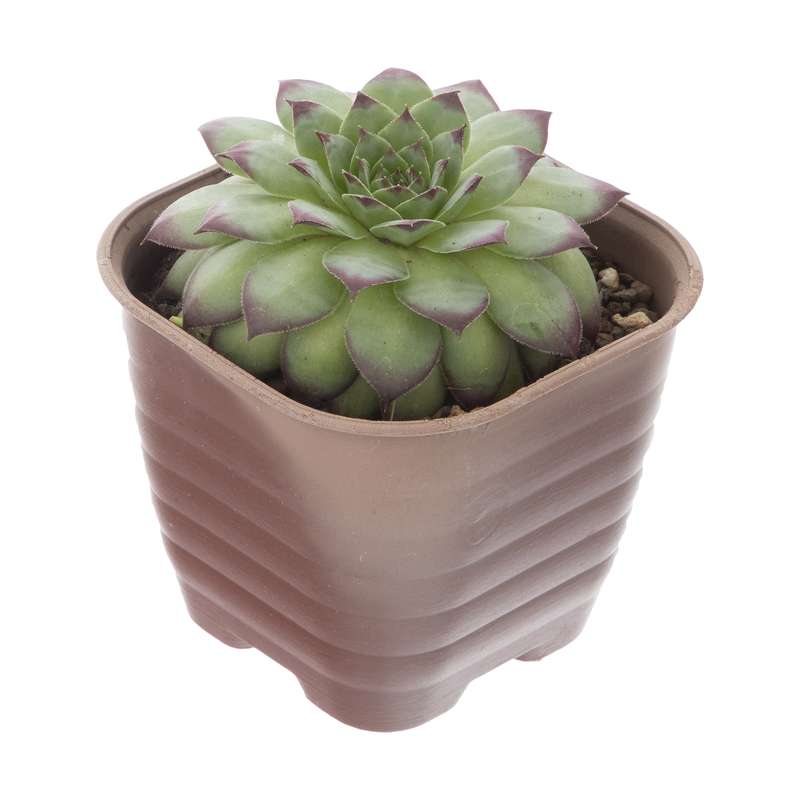 گل طبیعی سمپرویوم هاردی وینتر مدل 41 گل طبیعی سمپرویوم هاردی وینتر مدل 41