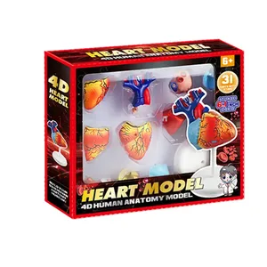 HEART MODEL