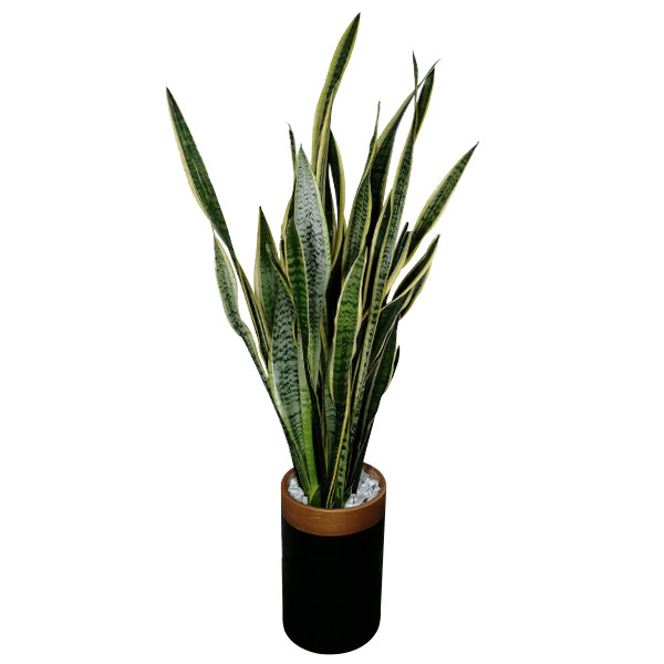 گیاه طبیعی سانسوریا مدل 05