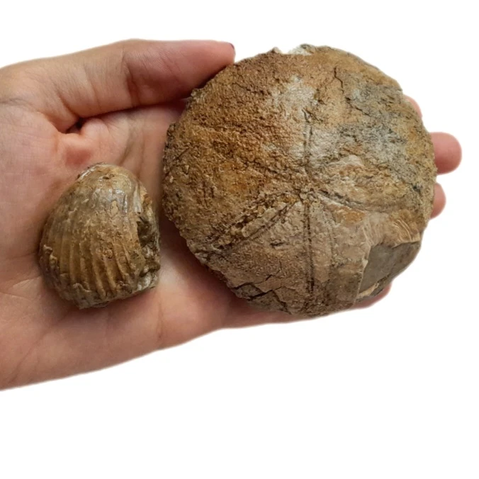 عکس شماره 4 : سنگ راف مدل فسیل صدف و ستاره دریایی کد 476 بسته 2 عددی