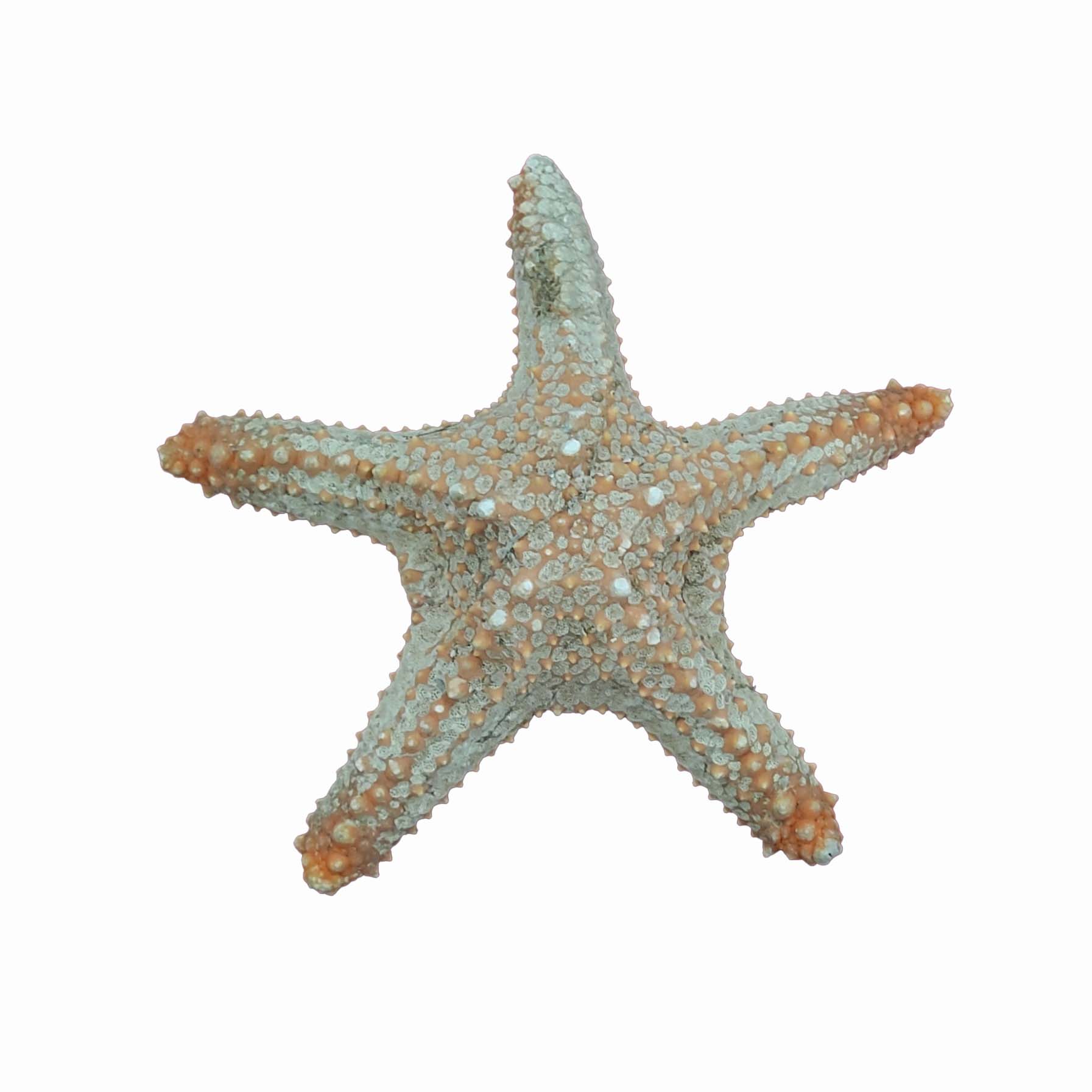 ستاره دریایی تزیینی مدل p3