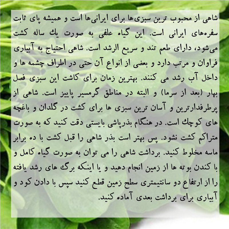 بذر شاهی گرین سیدز کد 216 بذر شاهی گرین سیدز کد 216