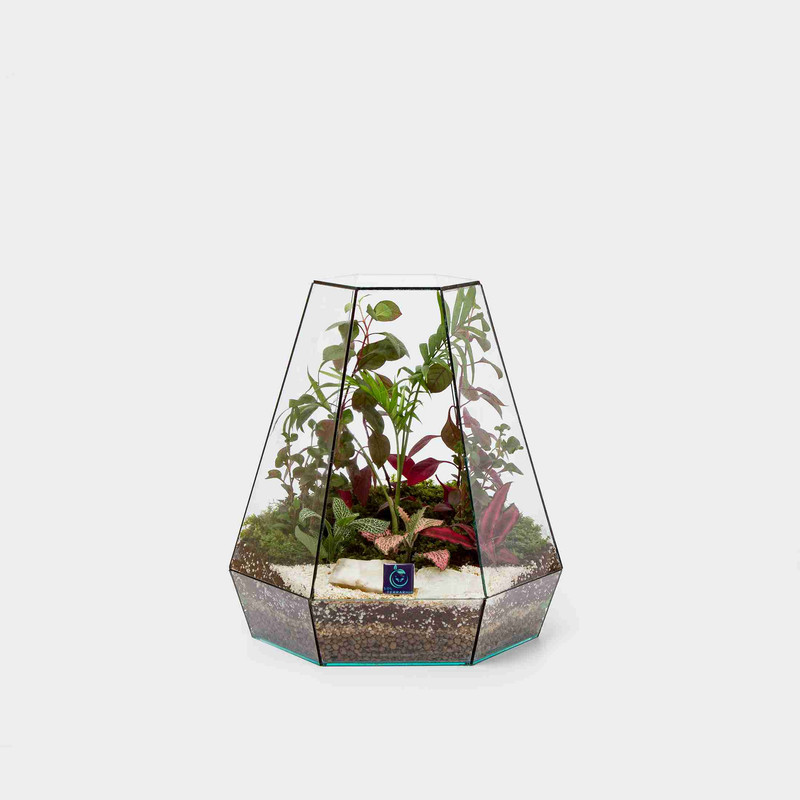 گیاه طبیعی تراریوم مدل ویکتوریا