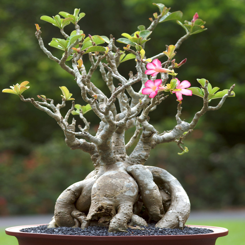 بذر بنسای آدنیوم عربیکوم سانیا سید مدل ss10