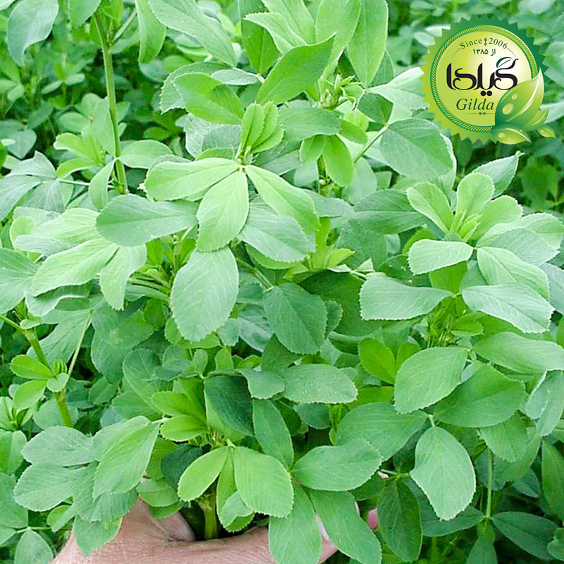 بذر یونجه گیلدا کد 160