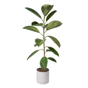 گیاه طبیعی فیکوس سبز  کد 10612/2204