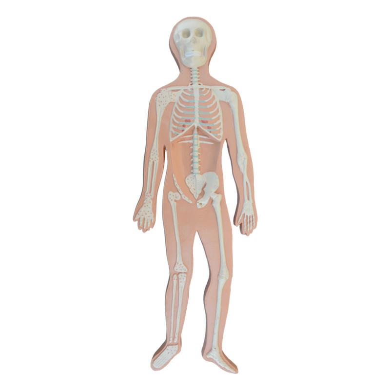 بازی آموزشی مدل مولاژ مینی آناتومی بدن انسان مجموعه 5 عددی