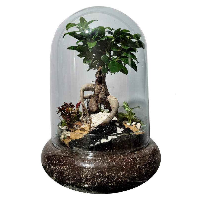 گیاه طبیعی تراریوم مدل فیکوس رتوزا کد 01