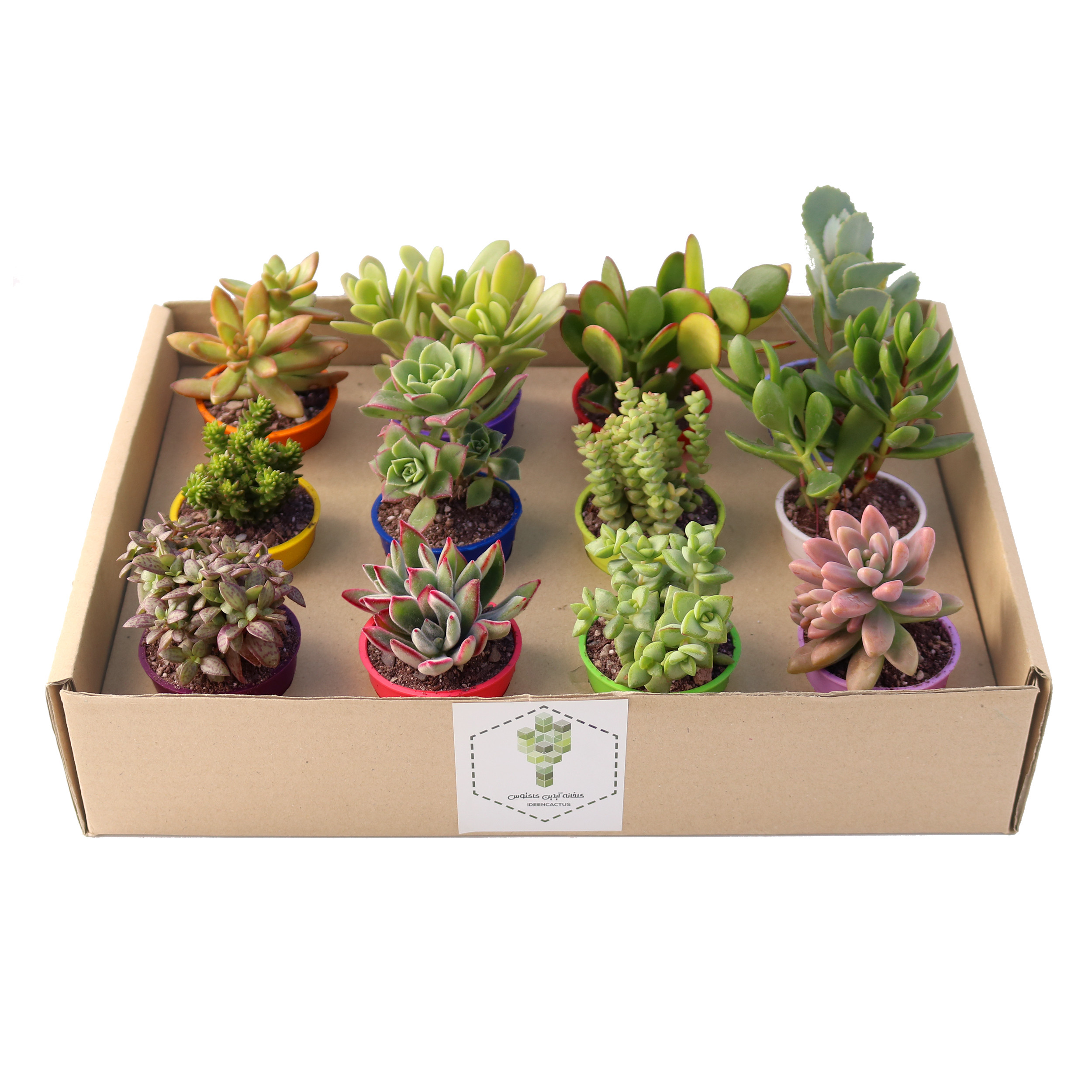 گیاه طبیعی ساکولنت آیدین کاکتوس کد CB-003 بسته 12 عددی