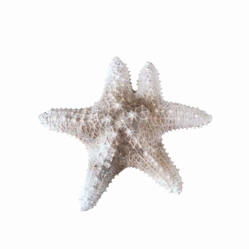 ستاره دریایی تزیینی مدل c5