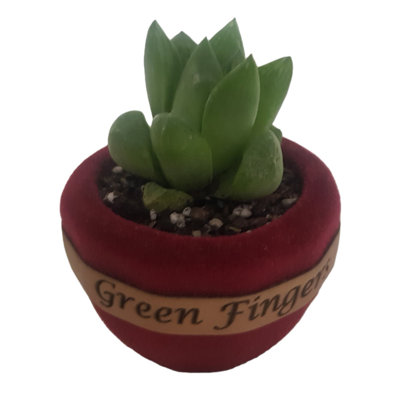 گیاه طبیعی هاورتیا شیشه ای مدل 2022271