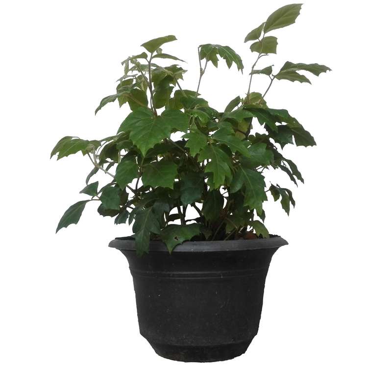 گل طبیعی سیسوس پیچ کانگورو کد 111 گل طبیعی سیسوس پیچ کانگورو کد 111