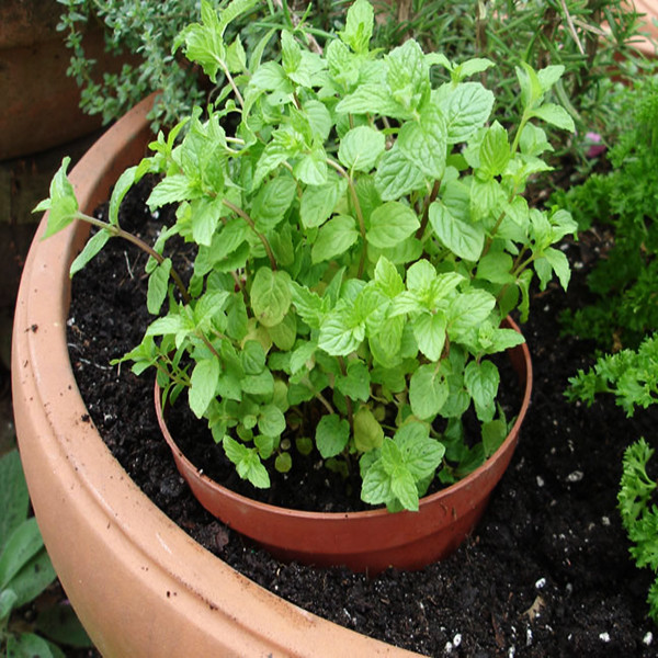 بذر نعنا گربه ای وانیا سید مدل S80