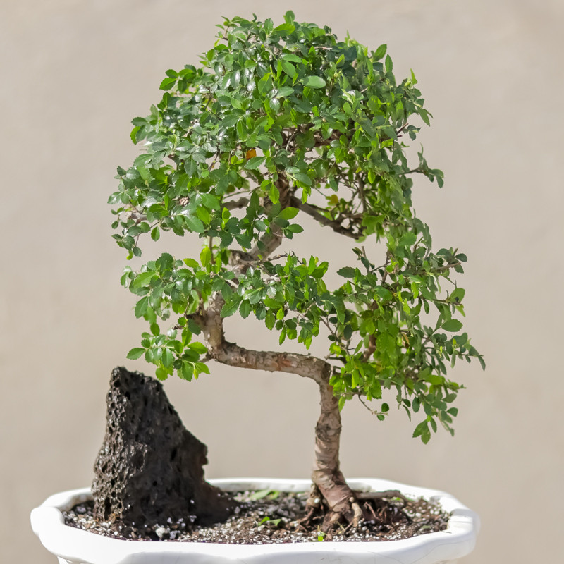 گیاه طبیعی بونسای نارون مدل elm-s گیاه طبیعی بونسای نارون مدل elm-s