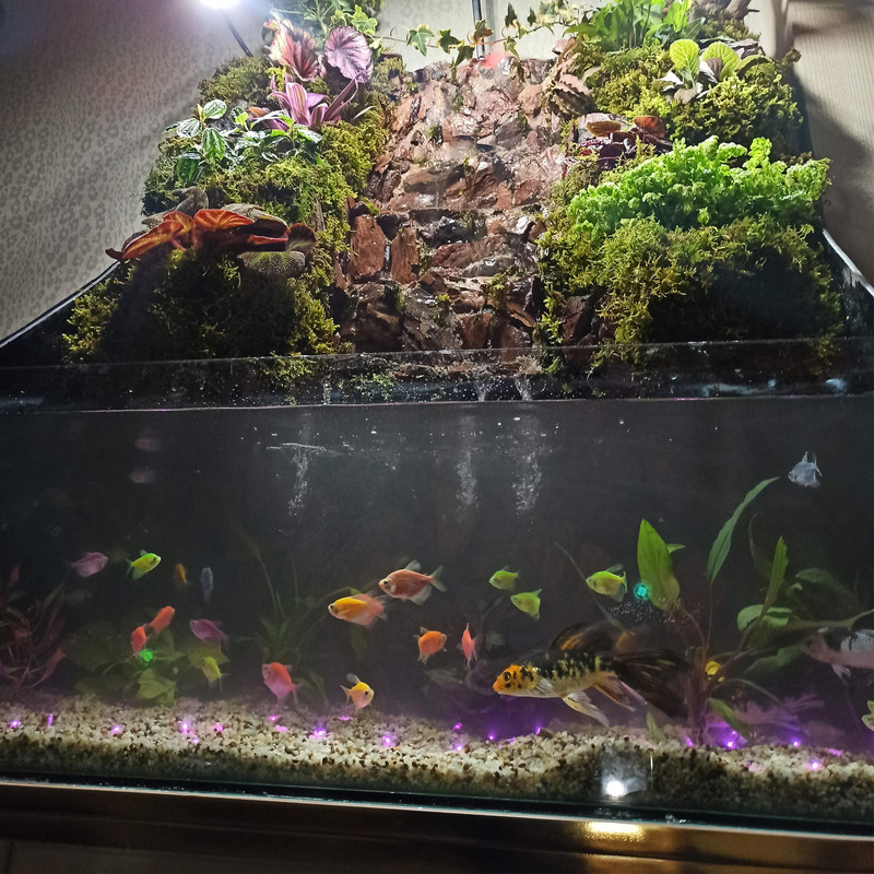 گیاه طبیعی پالوداریوم مدل صخره ای