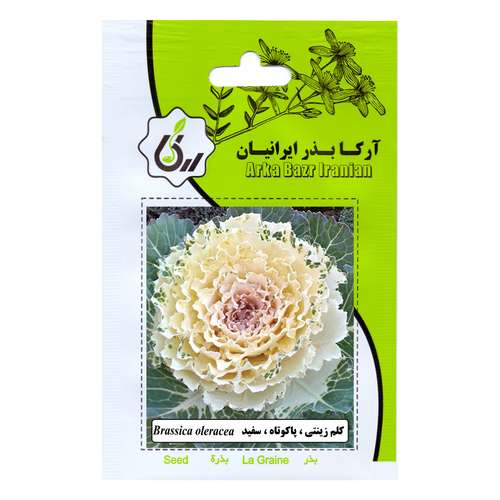 بذر کلم زینتی پا کوتاه سفید آرکا بذر ایرانیان مدل C117