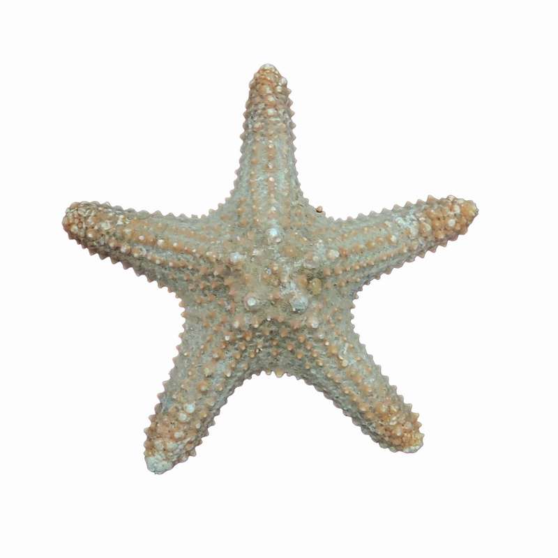 ستاره دریایی تزیینی مدل p5