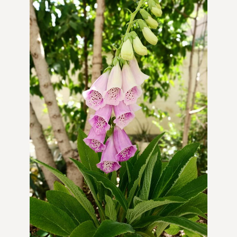 گیاه طبیعی فاکس گلو مدل D-9 گیاه طبیعی فاکس گلو مدل D-9