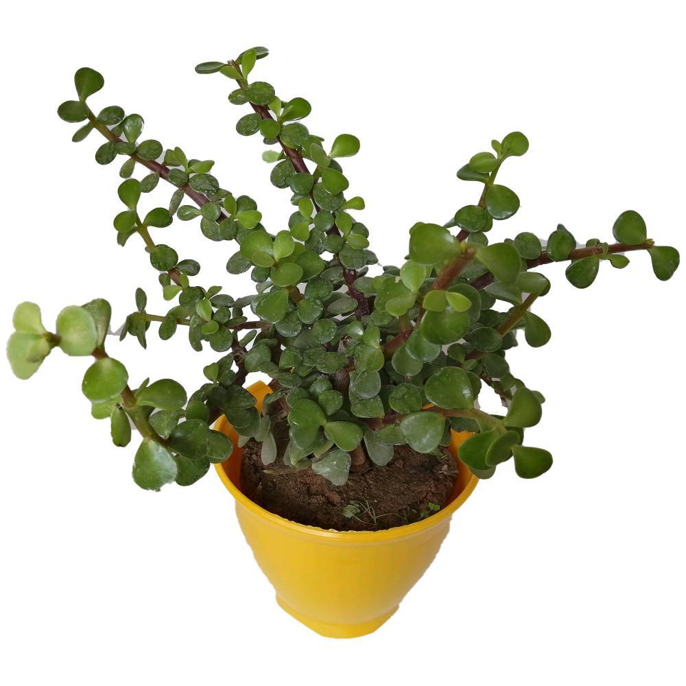 گیاه طبیعی کراسولا خرفه ای کد rp03