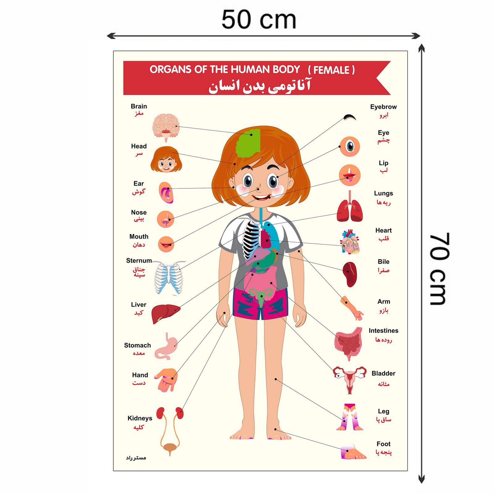 پوستر آموزشی مستر راد مدل آناتومی بدن فارسی و انگلیسی کد fiory 2241 -  - 10