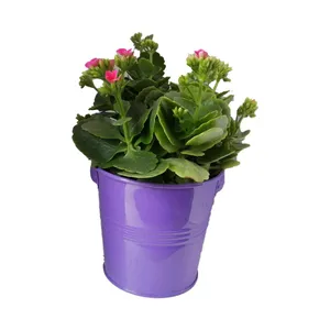 گیاه طبیعی کلانکوا کد af05