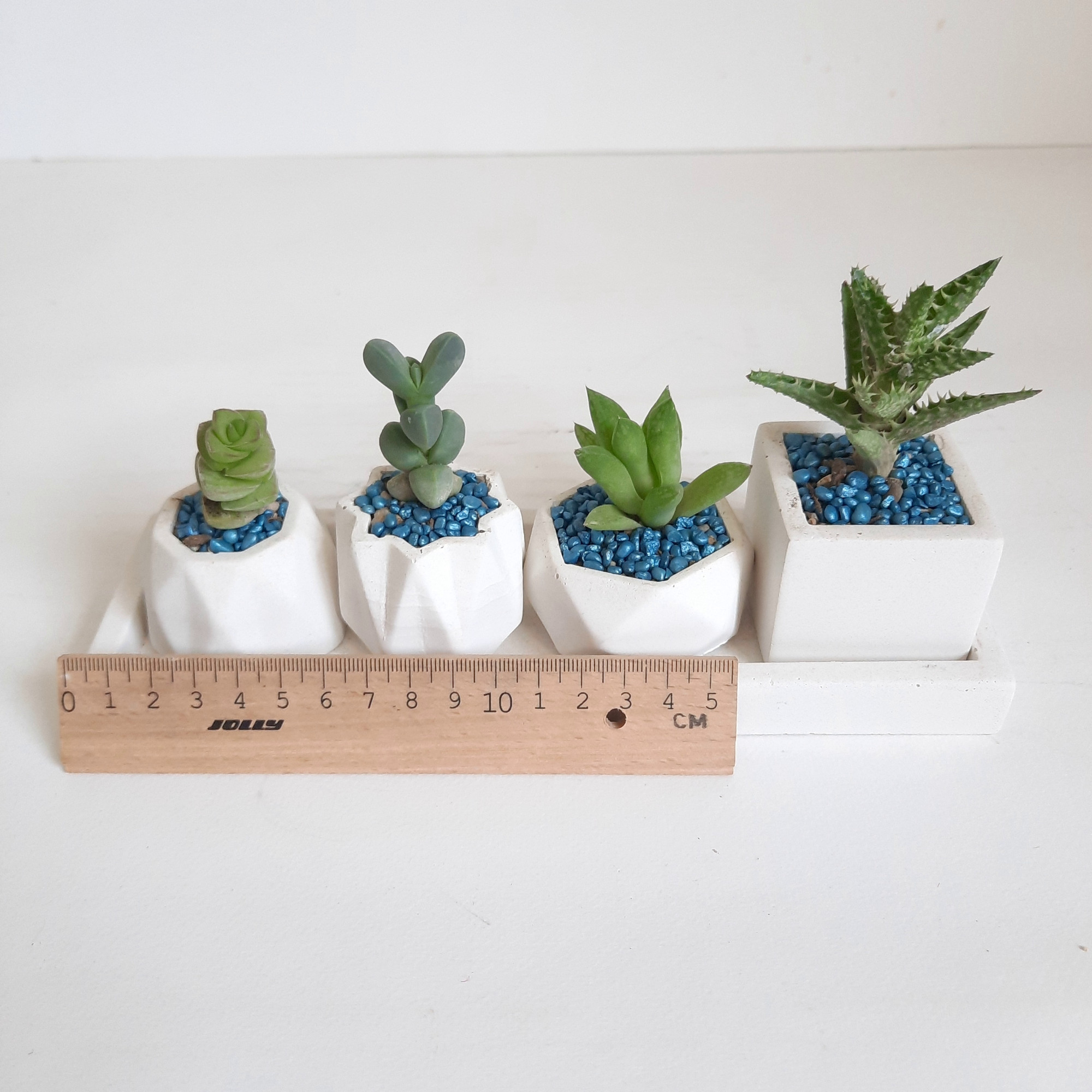 گیاه طبیعی ساکولنت و کاکتوس کد 7 مجموعه 4 عددی