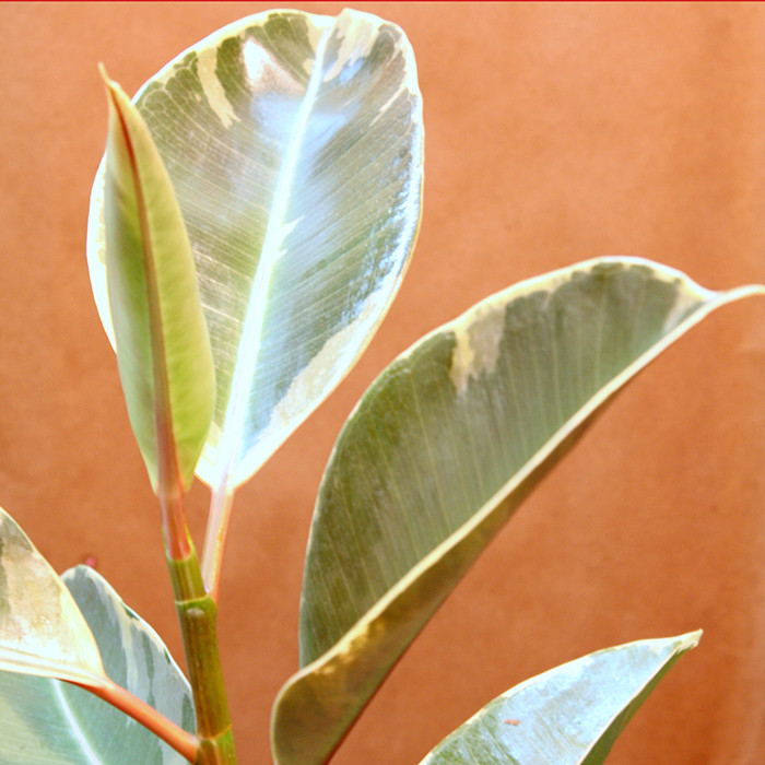 گیاه طبیعی فيكوس ابلق مدل m-2