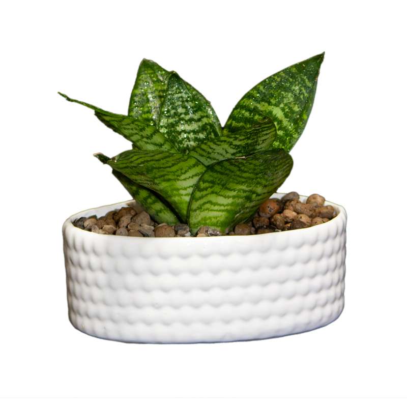 گیاه طبیعی سانسوریا مدل پا کوتاه