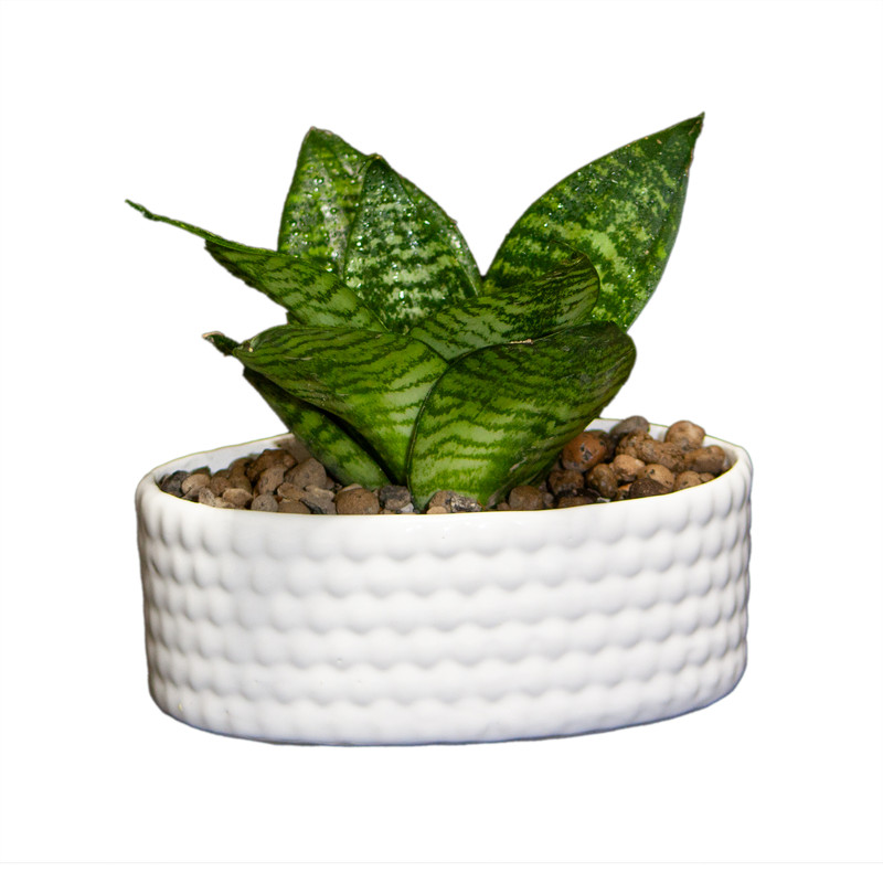 گیاه طبیعی سانسوریا مدل پا کوتاه