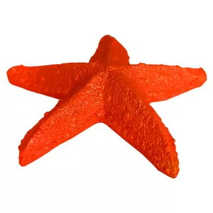 ستاره دریایی تزیینی طرح ستاره دریایی کد 01