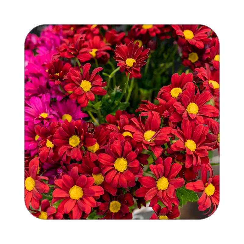 زیر لیوانی کاکتی طرح گل مدل mp16667