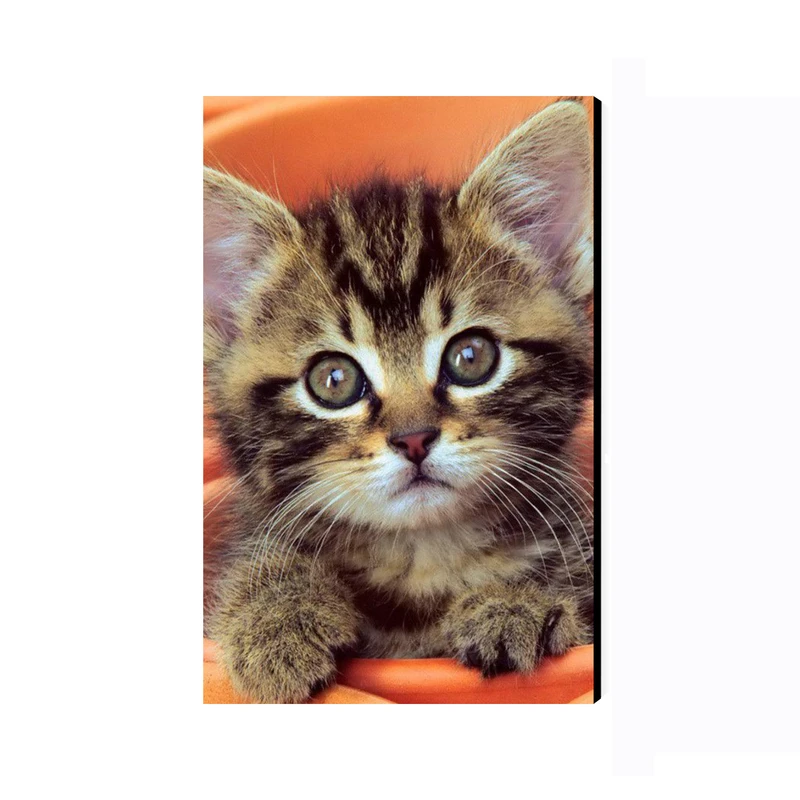 تابلو شاسی عرش مدل فانتزی گربه بامزه کد As3058