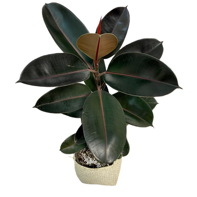 گیاه طبیعی فیکوس بلک مدل 65600 گیاه طبیعی فیکوس بلک مدل 65600