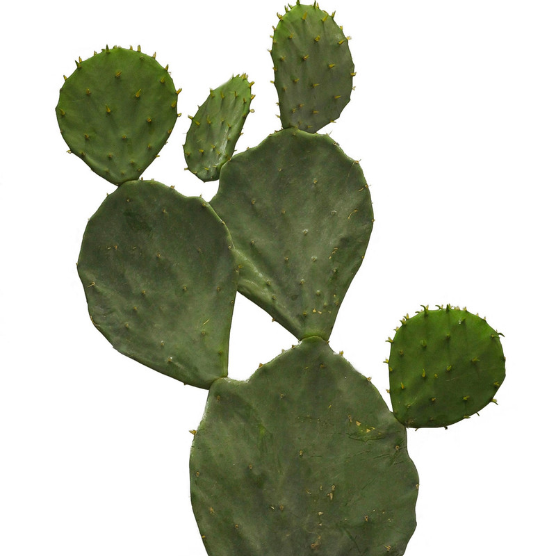 گیاه طبیعی کاکتوس اپونتیا کد C_001 گیاه طبیعی کاکتوس اپونتیا کد C_001