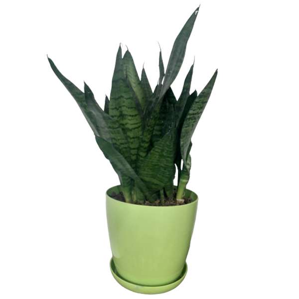 گیاه طبیعی سانسوریا سبز کد G09 گیاه طبیعی سانسوریا سبز کد G09