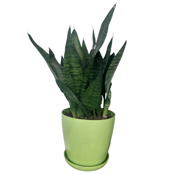 گیاه طبیعی سانسوریا سبز کد G09 گیاه طبیعی سانسوریا سبز کد G09