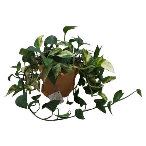گیاه طبیعی پتوس ناردونه کد M02