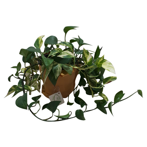 گیاه طبیعی پتوس ناردونه کد M02 گیاه طبیعی پتوس ناردونه کد M02