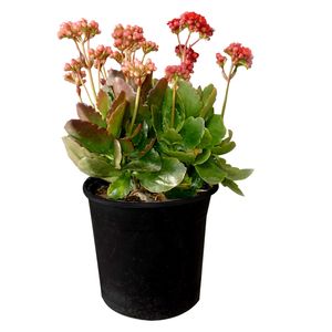 نقد و بررسی گیاه آپارتمانی کالانکوا کد KA22 توسط خریداران