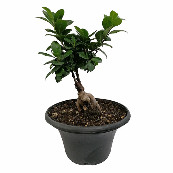 گیاه طبیعی بونسای مدل 5161807