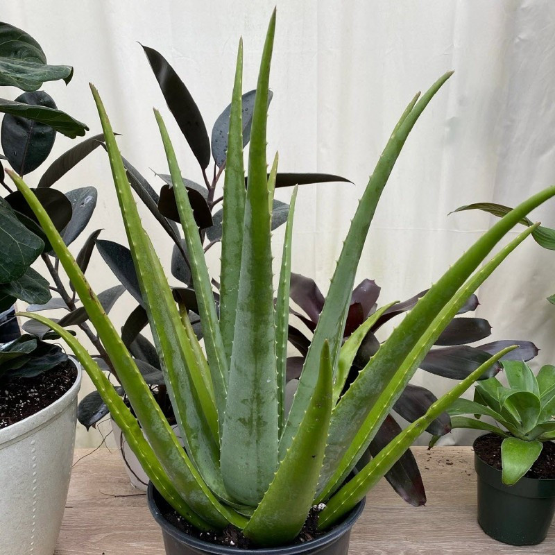 کود کامل آلوئه ورا ظرافت مدل KO21124 وزن 250 گرم کود کامل آلوئه ورا ظرافت مدل KO21124 وزن 250 گرم