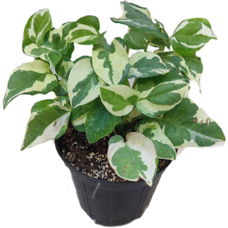 گیاه پتوس ارتشی مدل 012