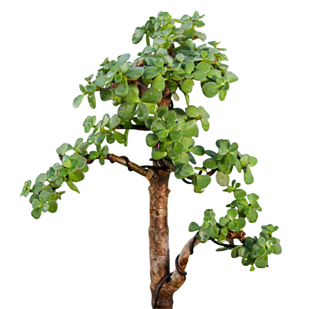 گیاه طبیعی بونسای جید مدل 180 گیاه طبیعی بونسای جید مدل 180