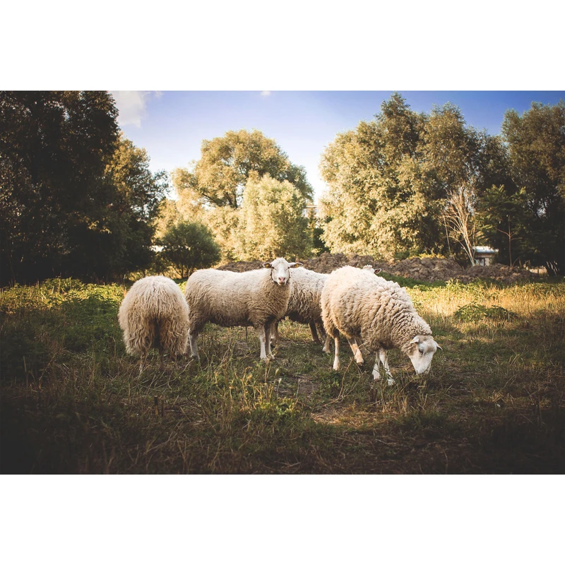 تابلو شاسی طرح منظره چراگاه و گوسفند مدل T1186