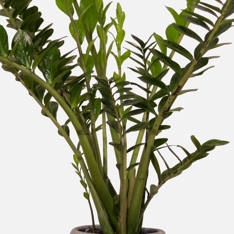 گیاه طبیعی زامیفولیا مدل zami235