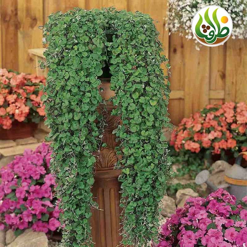 عکس شماره 6 : بذر چمن دایکوندرا ظرافت مدل bz18069 بسته 5 عددی