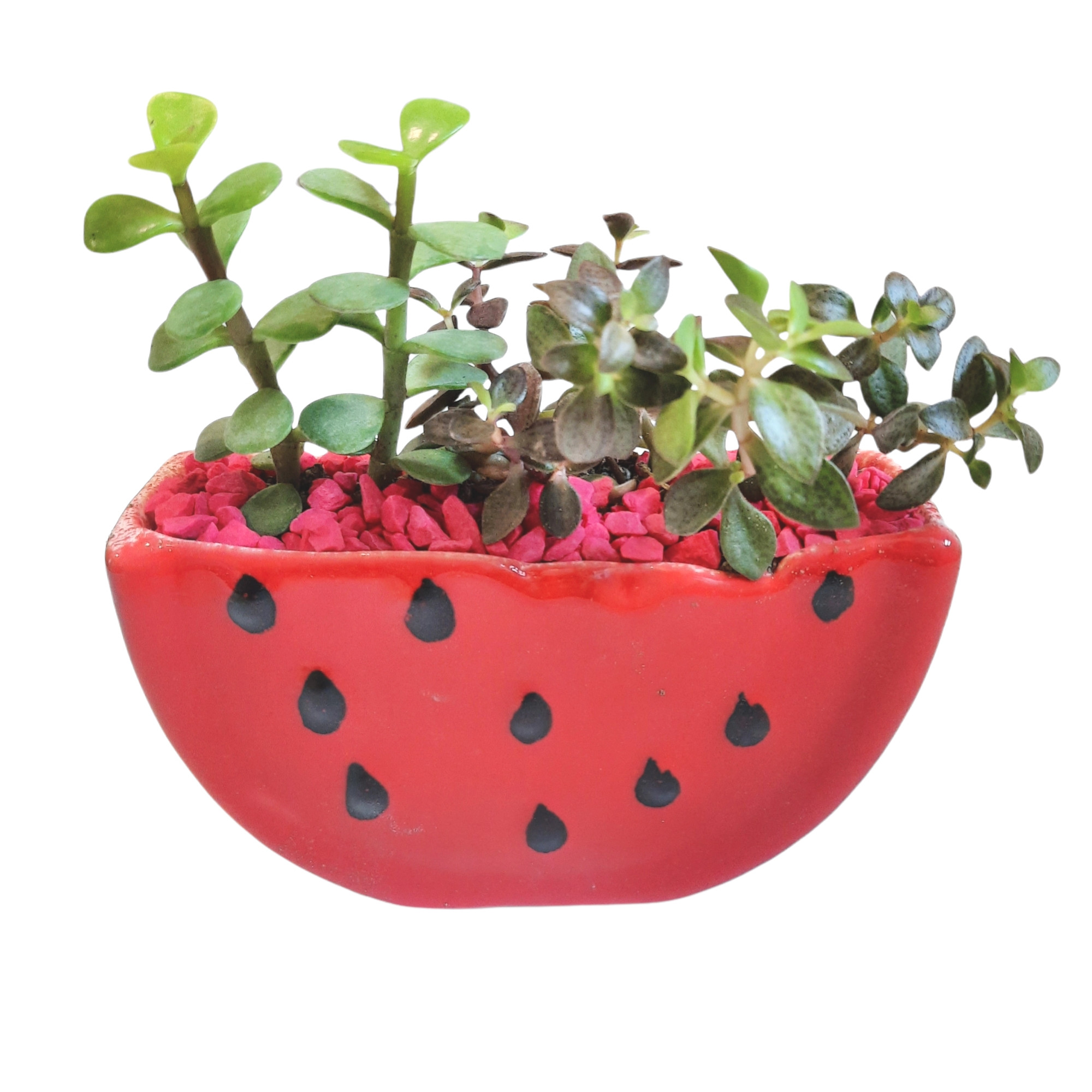 گیاه طبیعی ساکولنت مدل یلدا طرح هندوانه